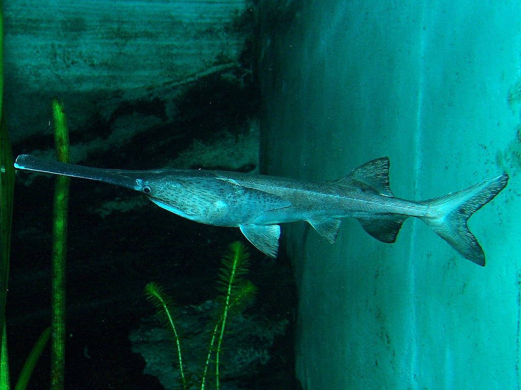 Real Monstrosities Paddlefish
