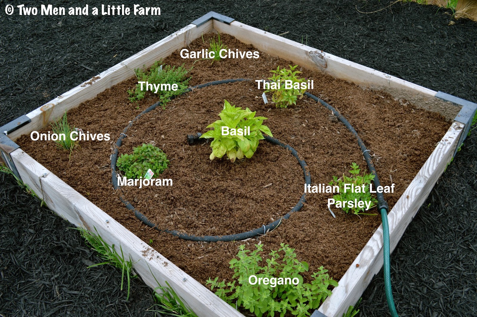 Two Men and a Little Farm HERB BED AND EGGPLANT / PEPPER BED