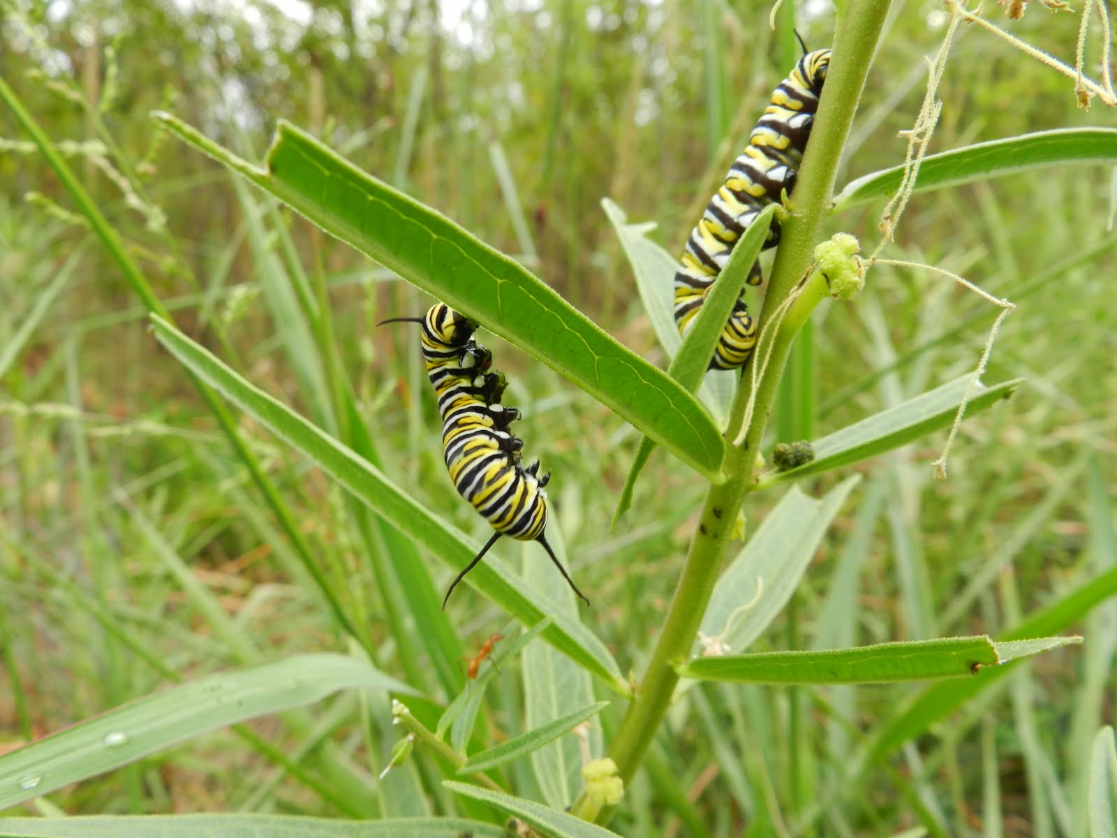 aubunique Swamp milkweed topranked monarchbutterfly