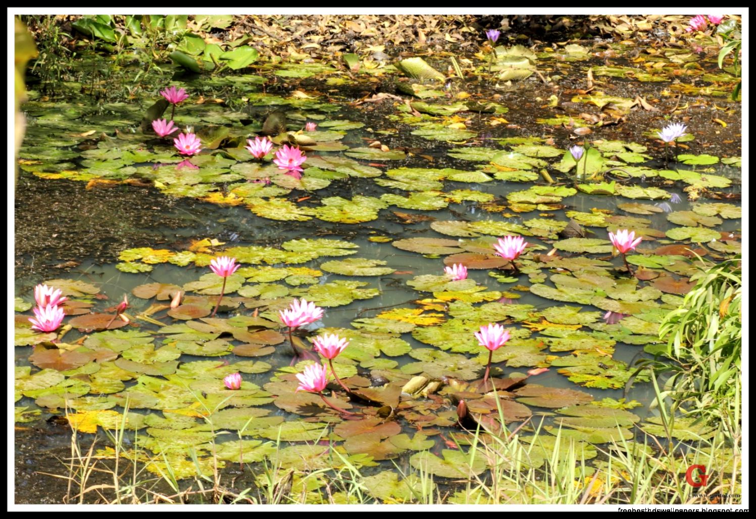 lotus pond purple lotus reva resting reva trupti bullock cart lotus pond purple lotus reva resting reva trupti bullock cart