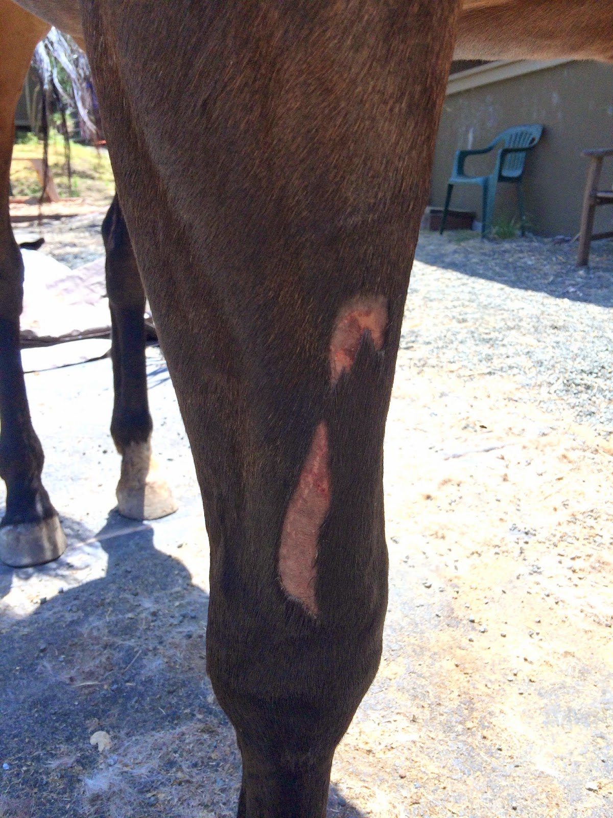 Needs Bubble Wrap DIY Horse Ownership