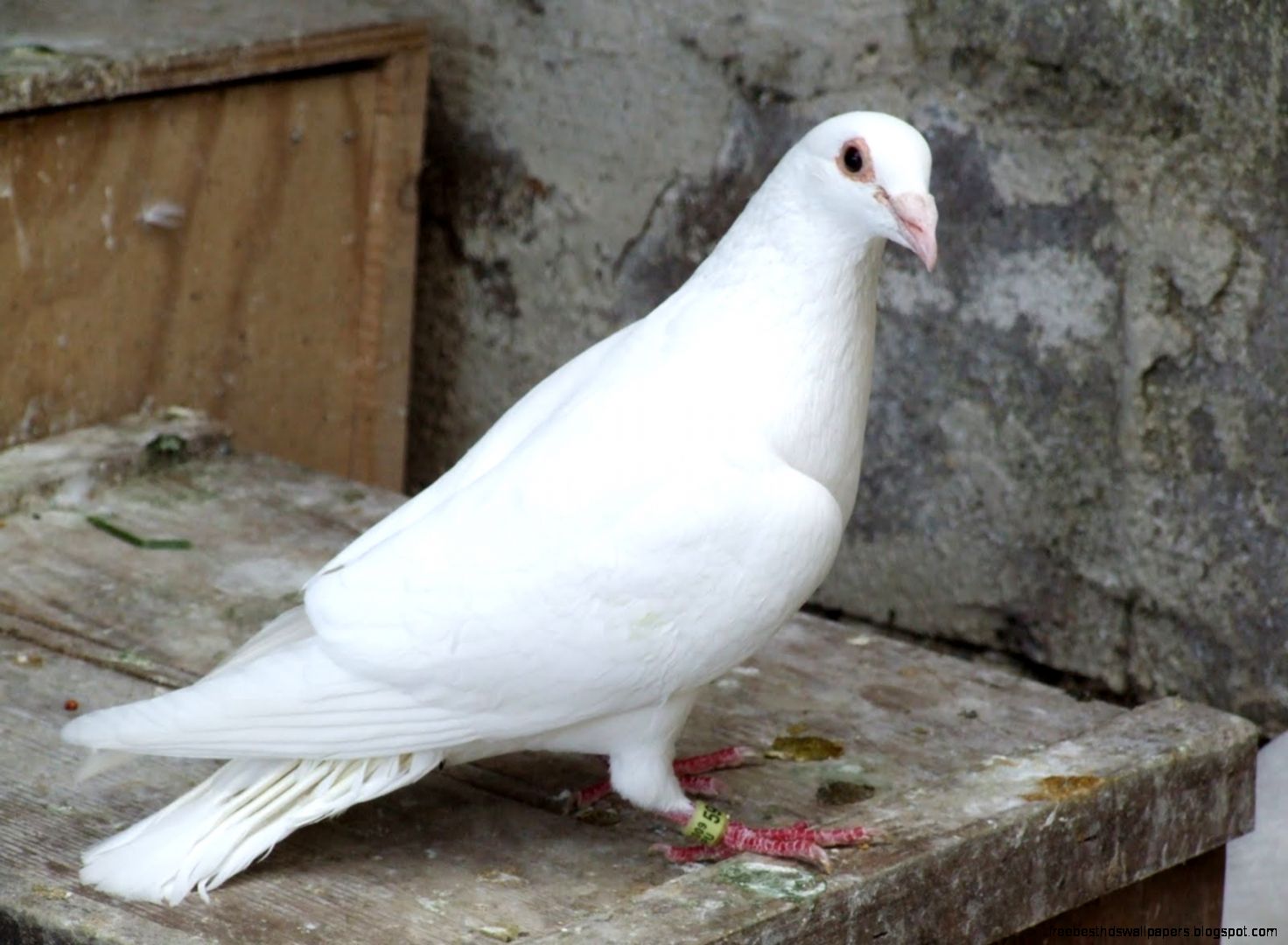 White Homing Pigeons White Homing Pigeons
