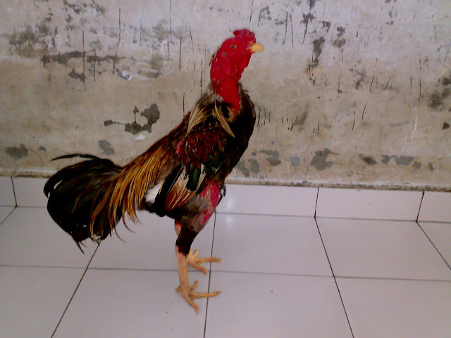 Khusus Jual Ayam Laga Segala Macam Jenis Burma Rambong Khusus Jual Ayam Laga Segala Macam Jenis Burma Rambong