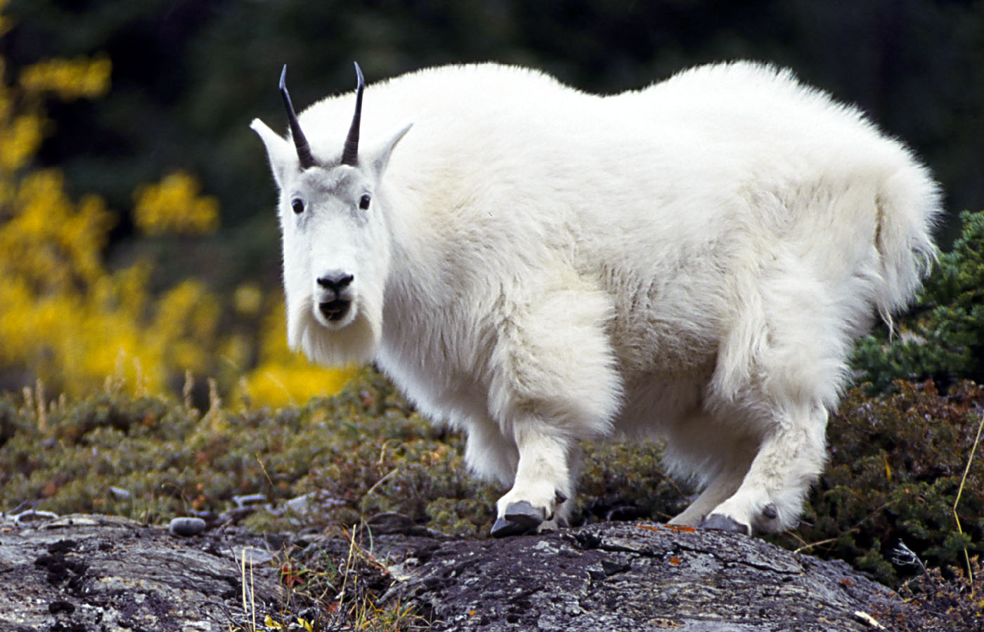 Mountain Goats Animal Facts And Information | All Wildlife Photographs