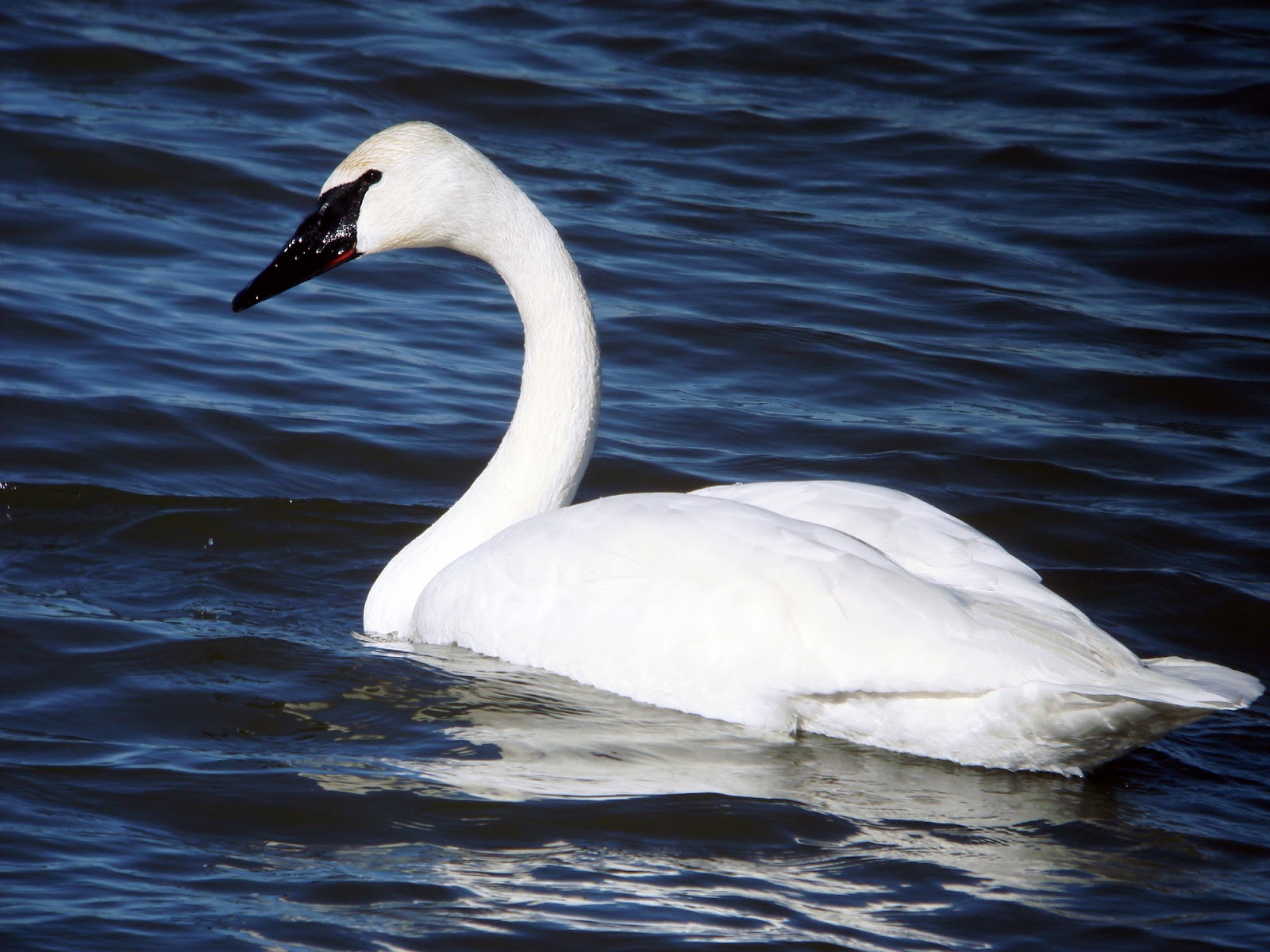Swan HD Wallpapers (High Definition) Free Background