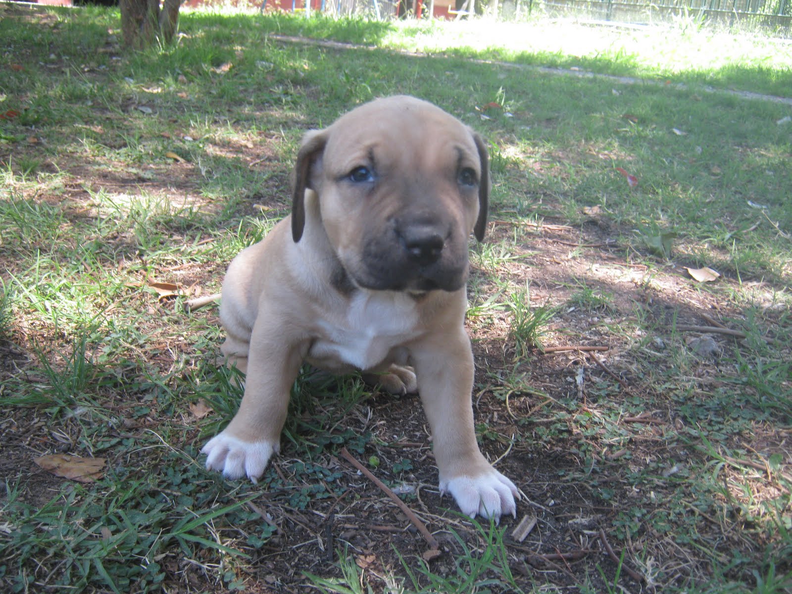 CRIADERO DE PITBULL UZZENIBULL: Pitbull Black Nouse, Blue Nose, Blue