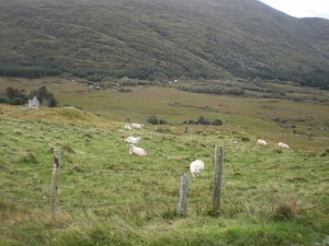 Sheep Pasture in Ireland