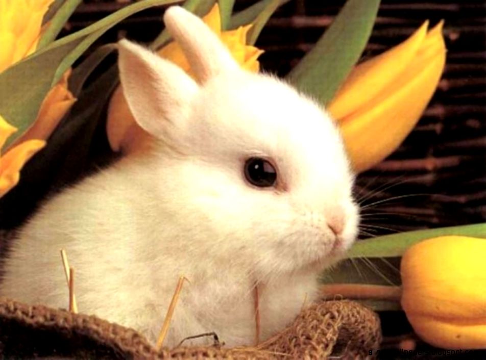 Bunny Desktop Background Wallpaper