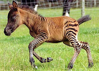 zonkey