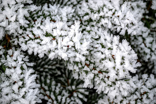Life Between The Flowers Choisya Ternata Mexican Orange Shrub