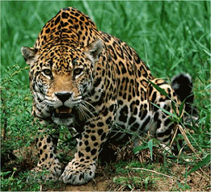 Jaguar