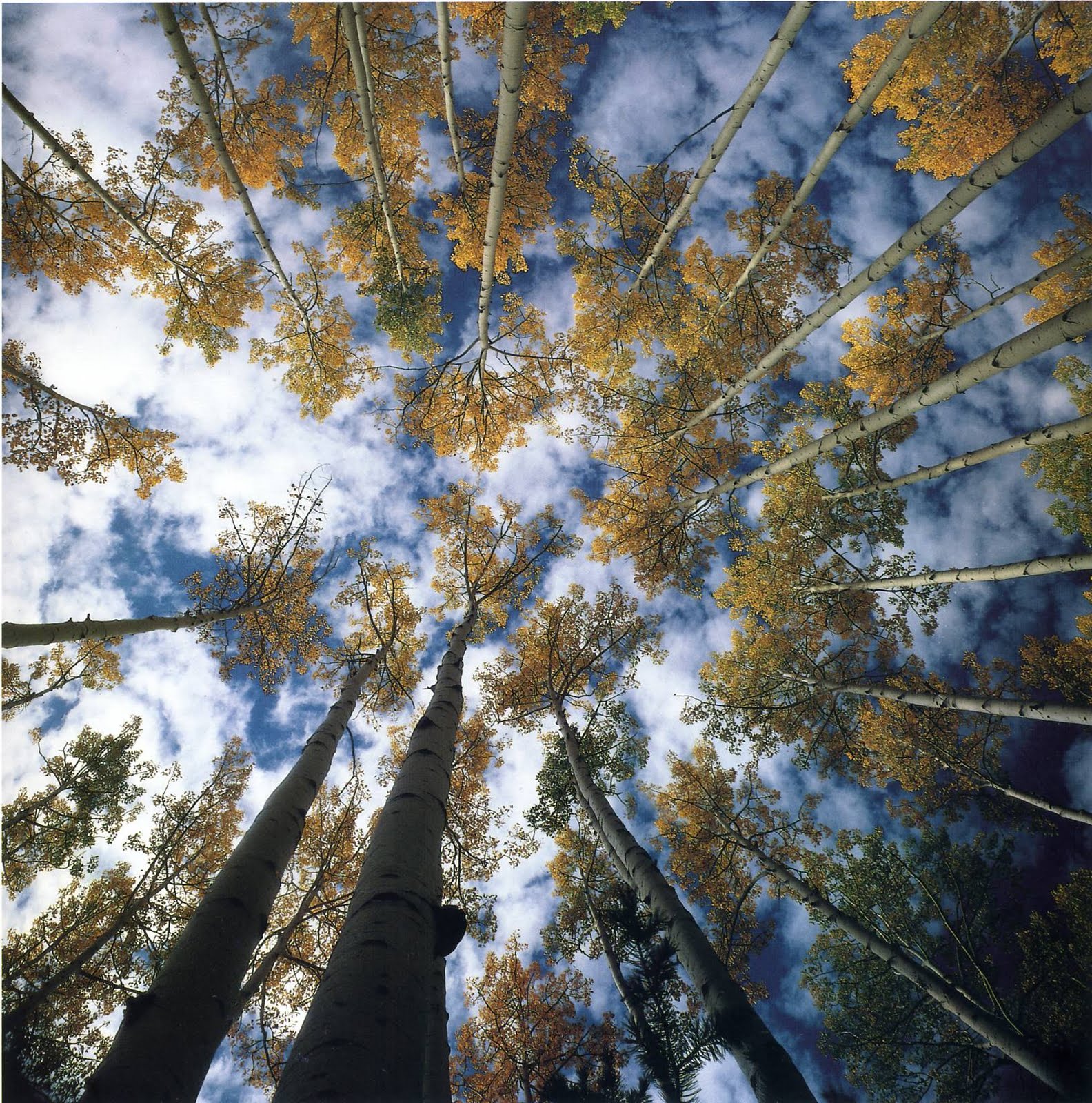 THE PHOTOGRAPHY FILES: David Muench