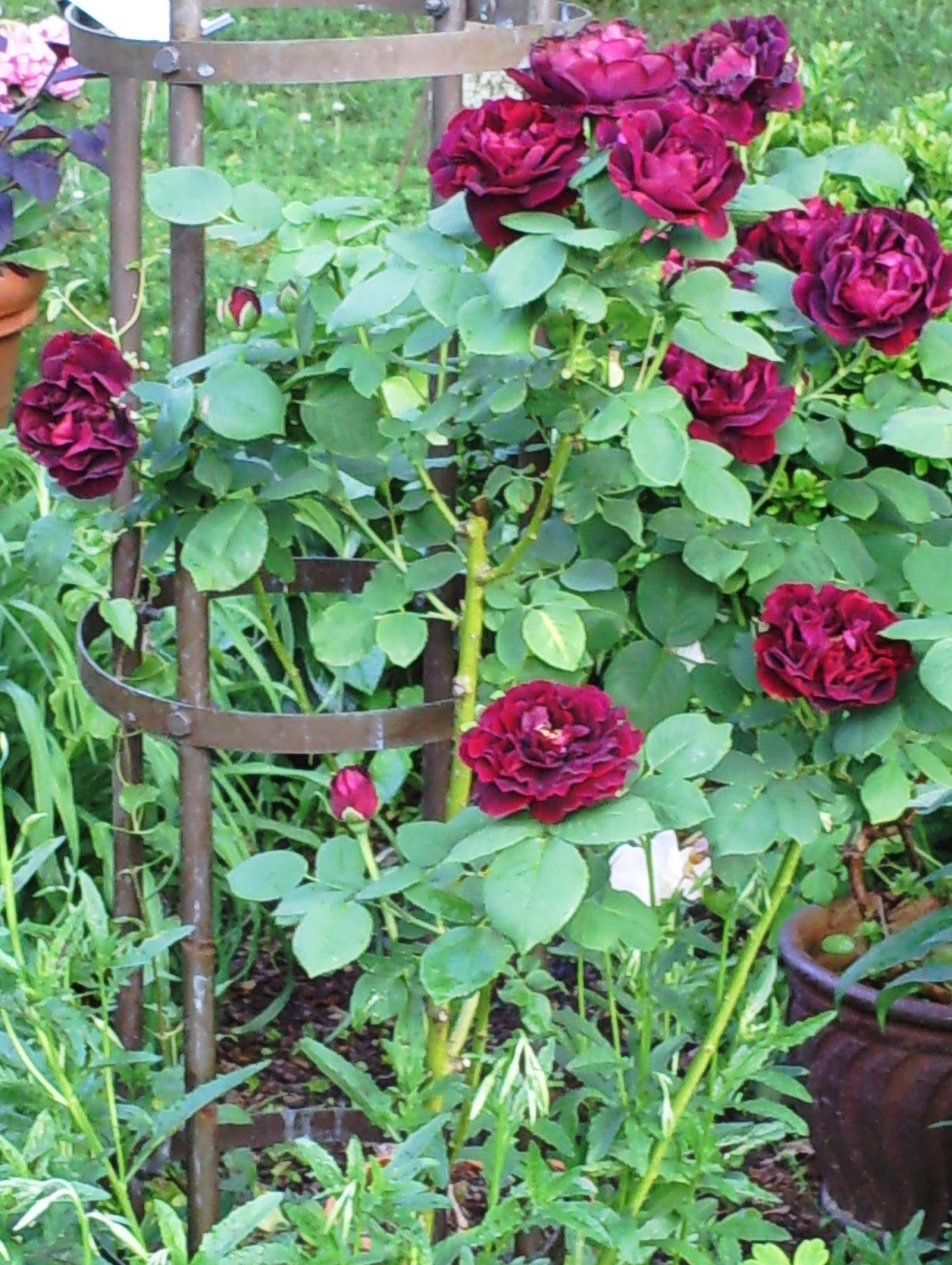 Where the Catbird Sings ROSES IN THE SOUTHERN GARDEN