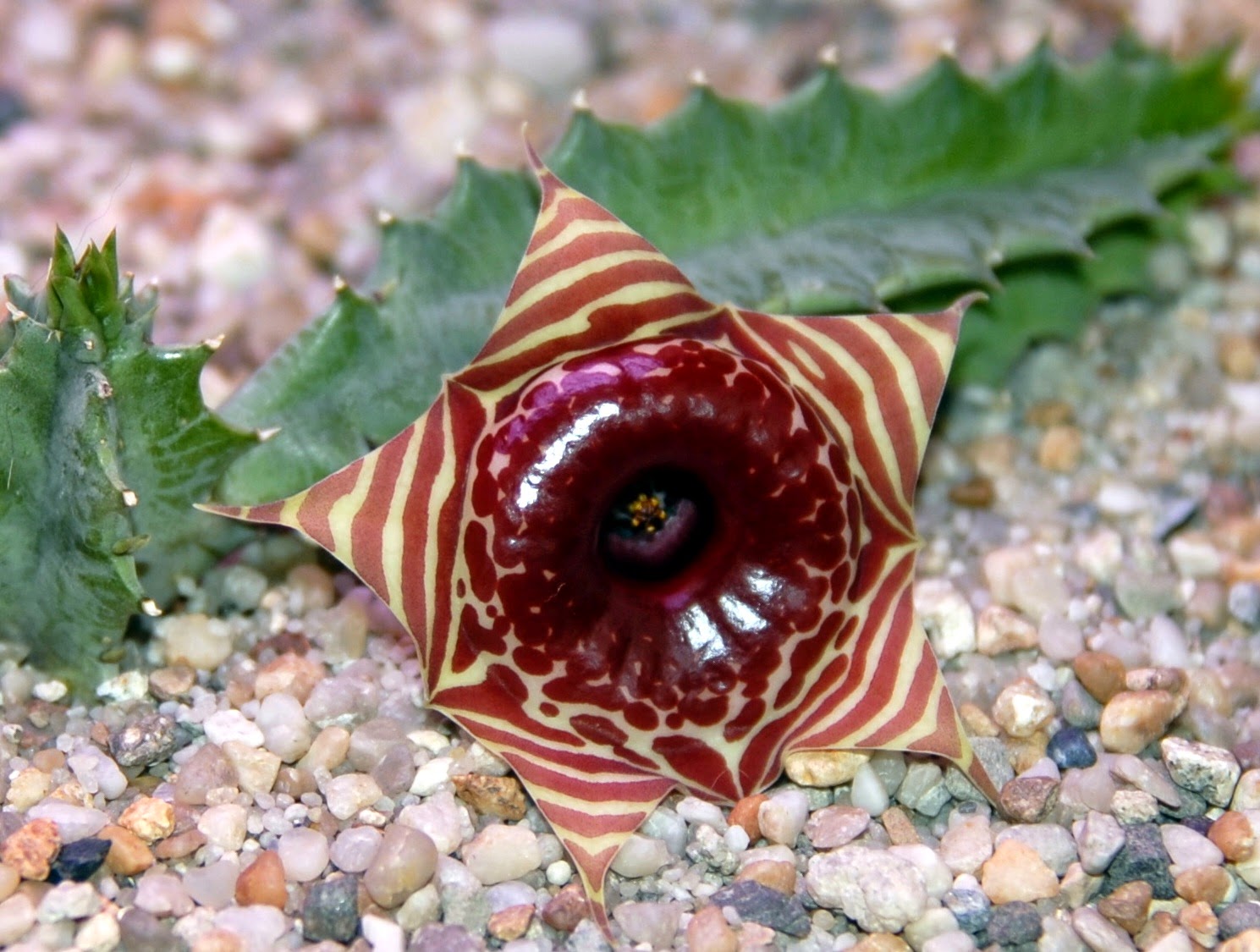 Blok888 Top 10 Weirdest Flowers in the world