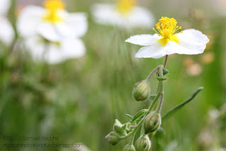 macro-fleur-bokeh-coloré-jaune-blanc-sauvage-