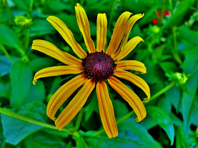 Black-eyed Susan