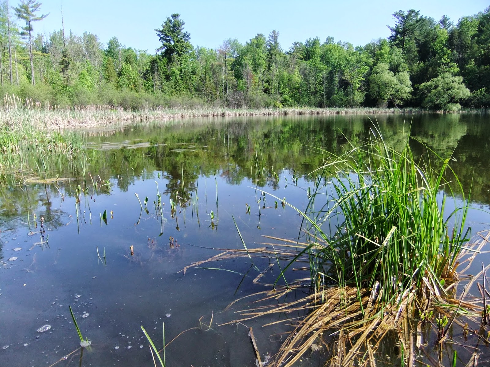 Libellules de Gatineau Lac des Fées