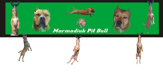 Marmadiuk Pit Bull
