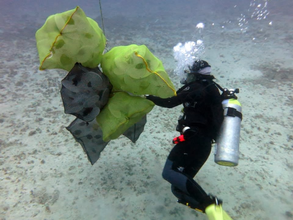 Hawaiian Diving Adventures February 2014