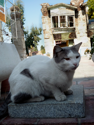 Turkish cat