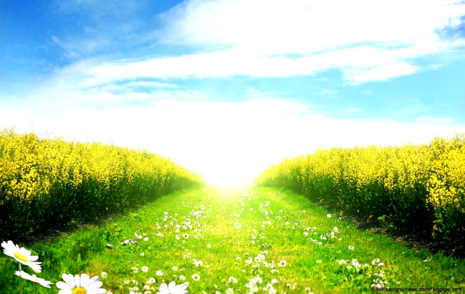 Flower Path Wallpapers HD Wallpapers Flower Path Wallpapers HD Wallpapers
