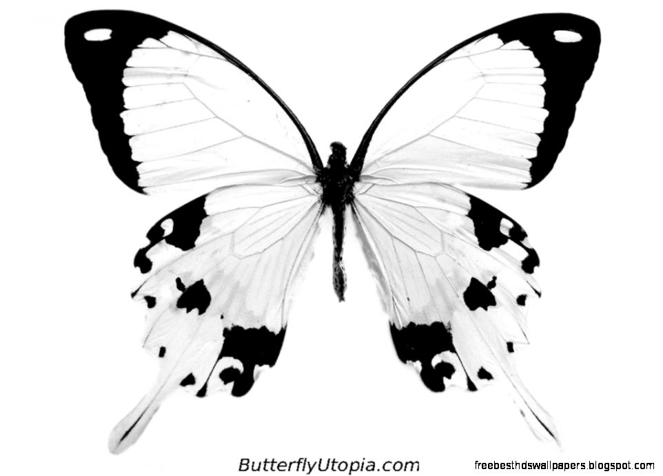 Black and White Butterfly Wings Black and White Butterfly Wings