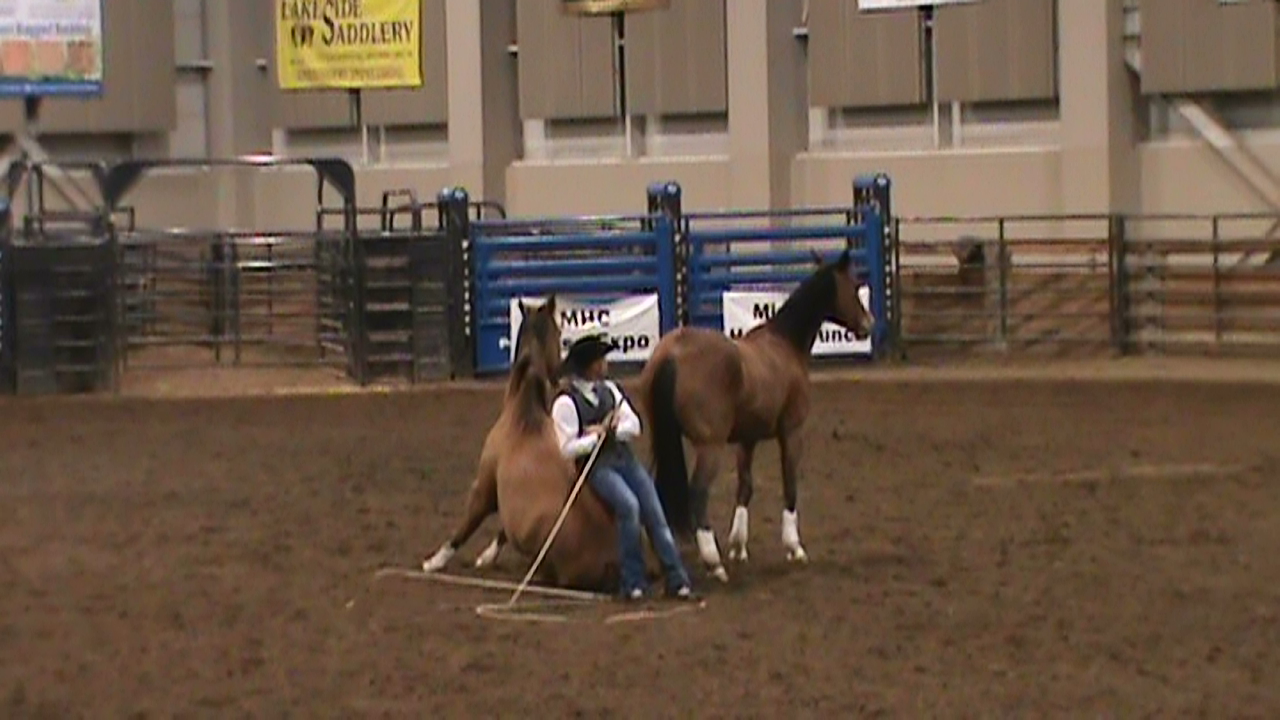 Adventures with Shyloh msu stallion expo