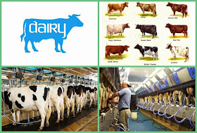 Dairy Farming | Business Ideas