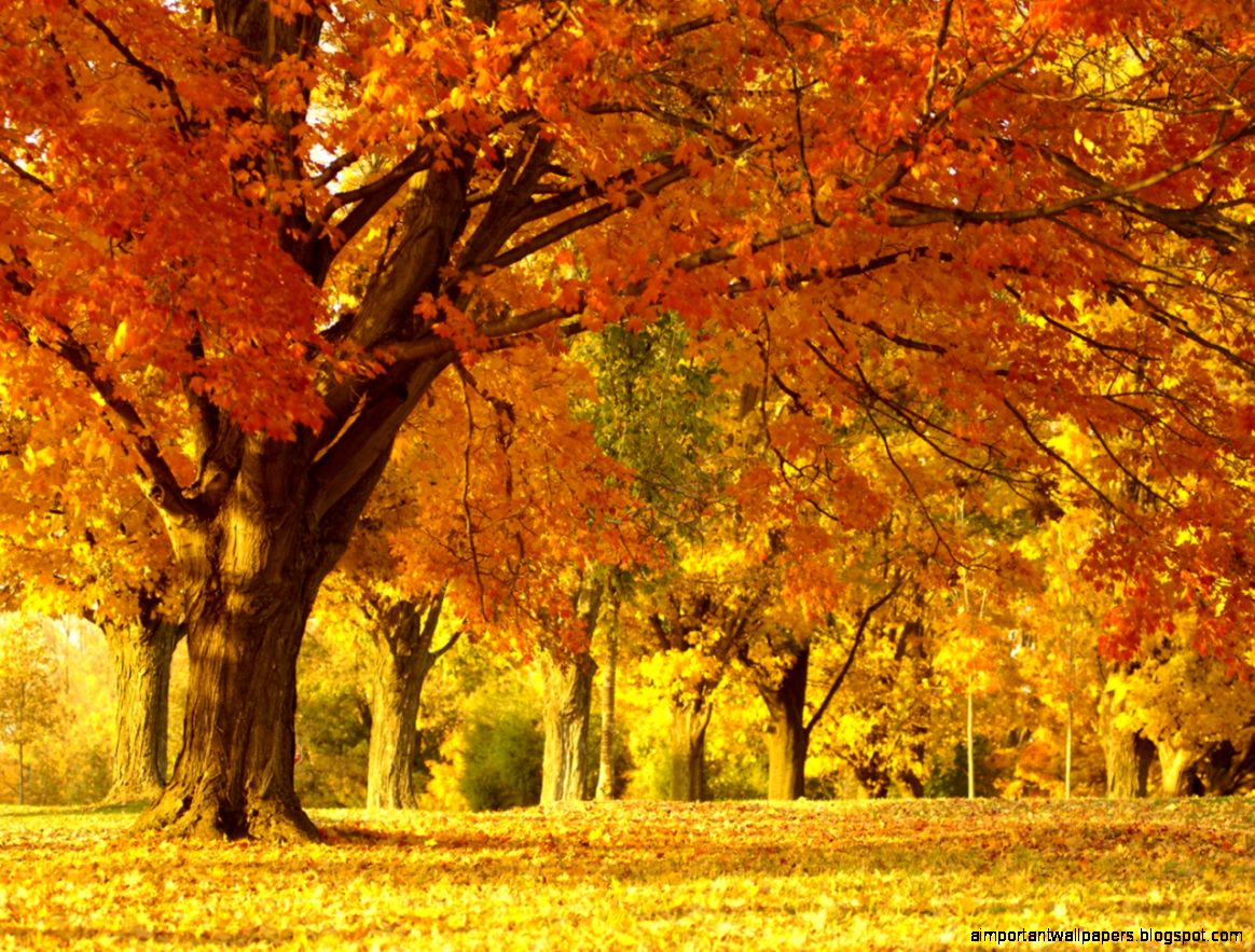 Orange Trees Fall HD Wallpapers Orange Trees Fall HD Wallpapers