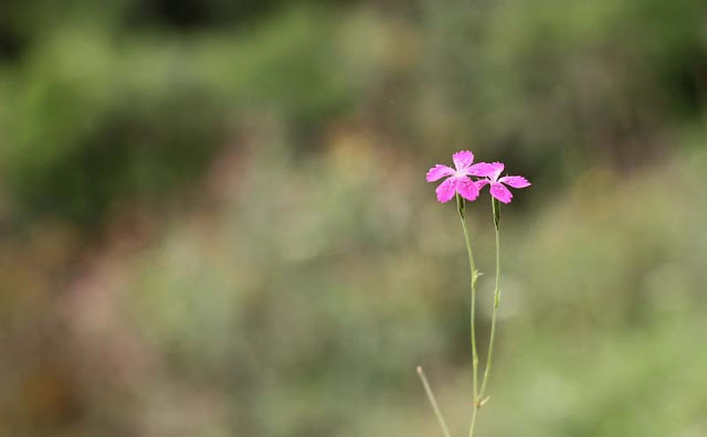 Deptford Pink Flowers Pictures