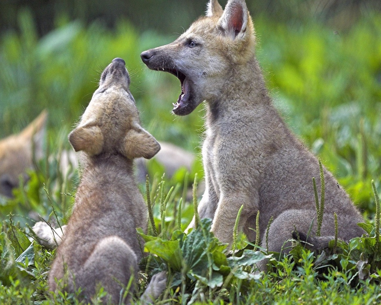 Hermosas fotos de Animales en la selva HD | IMAGENES, FRASES, POEMAS