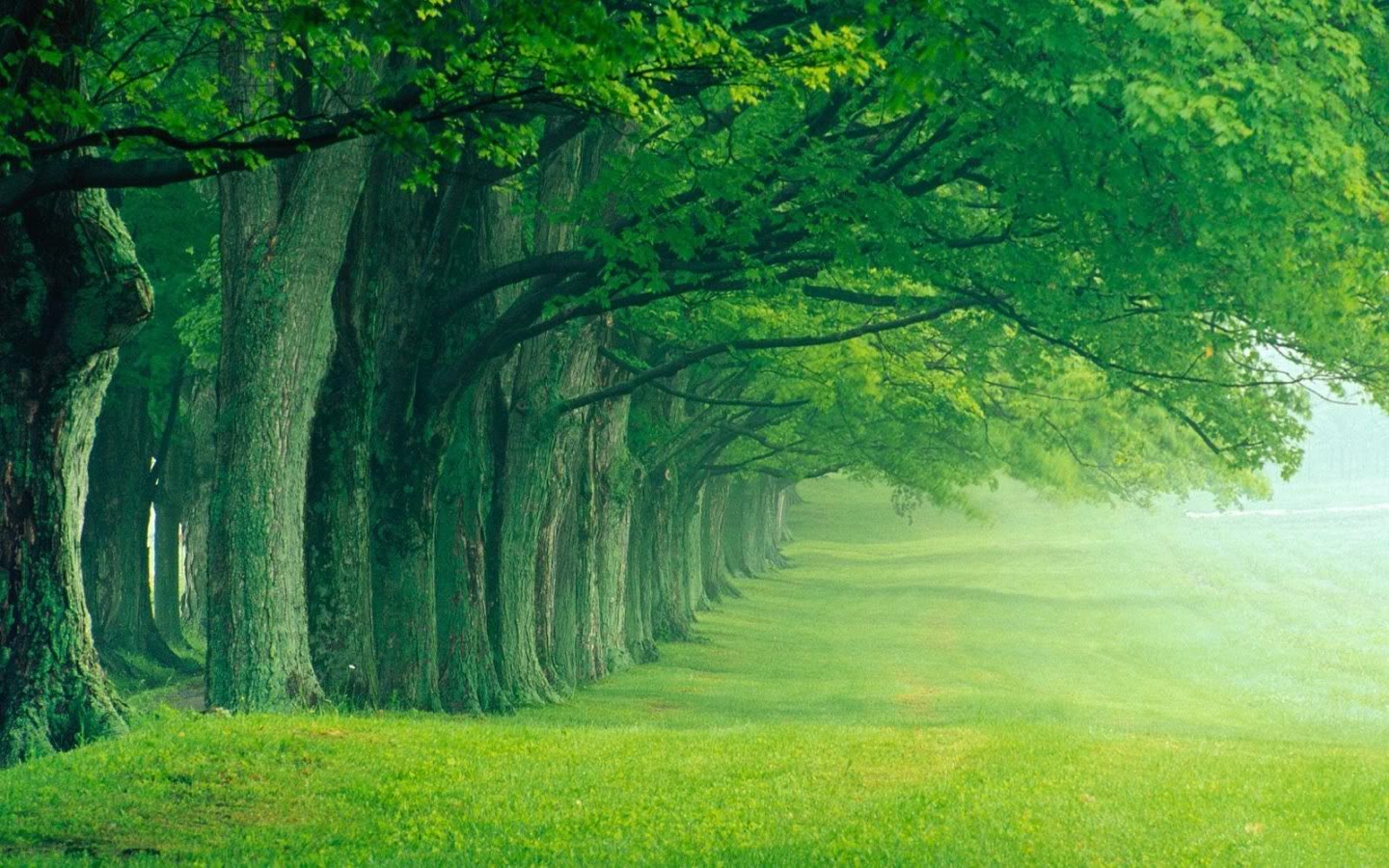 WALLPAPERS HD FREE - Scenery, forest, etc