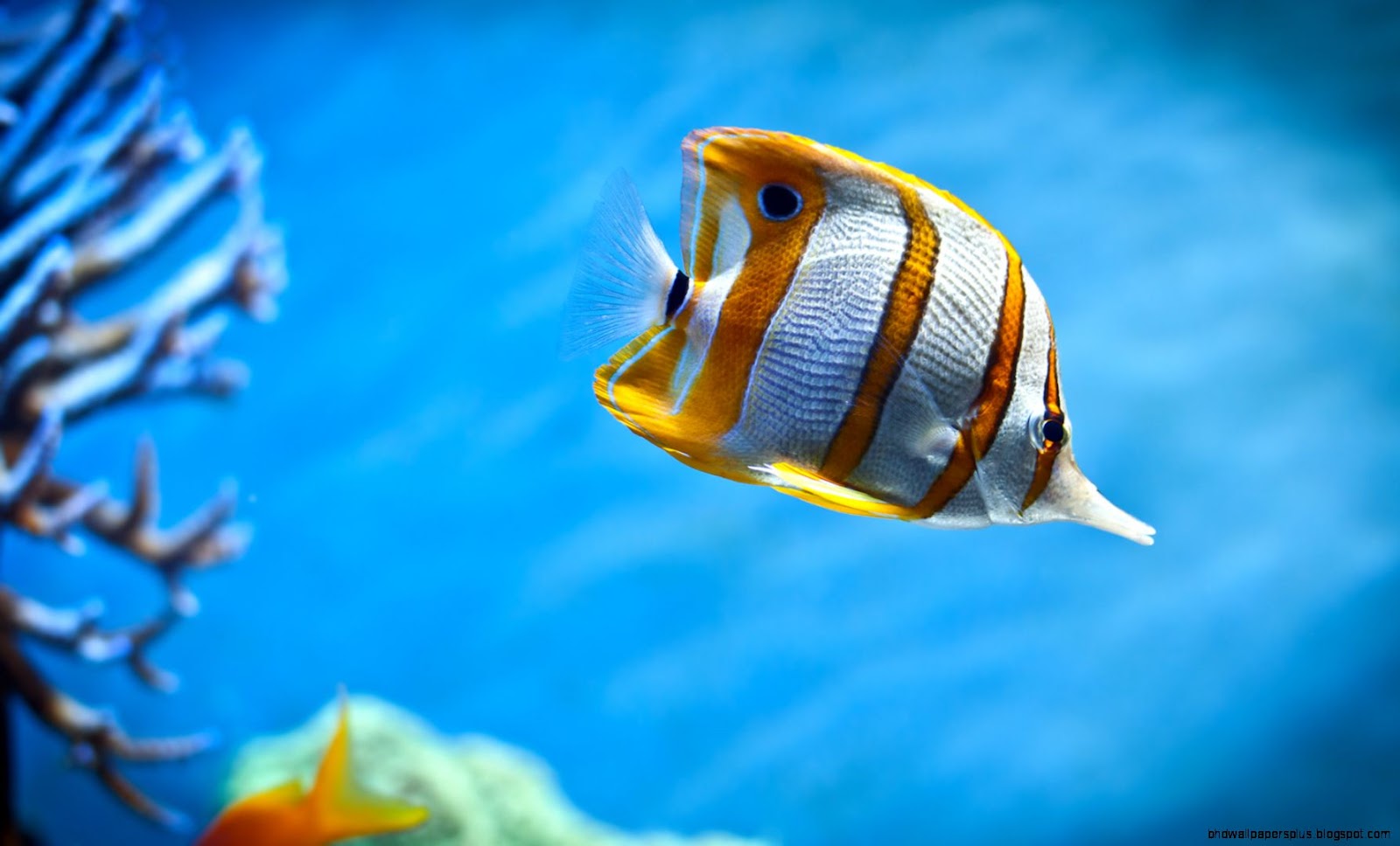 Aquarium Fish Aquarium Fish