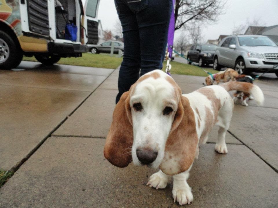 ABC Basset Hound Rescue of NY Texas Bassets Arrive In NY
