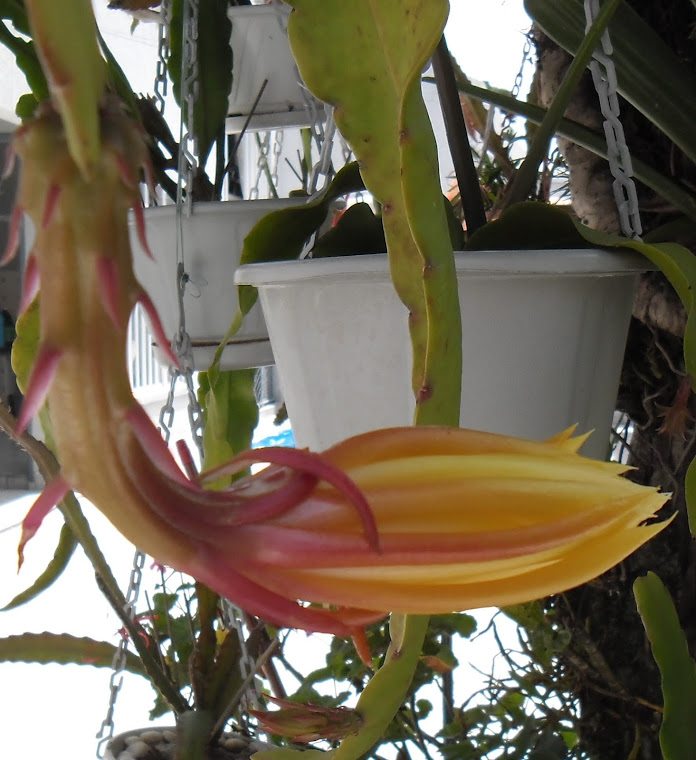 Cactus orquídea Epiphyllum - Amarela