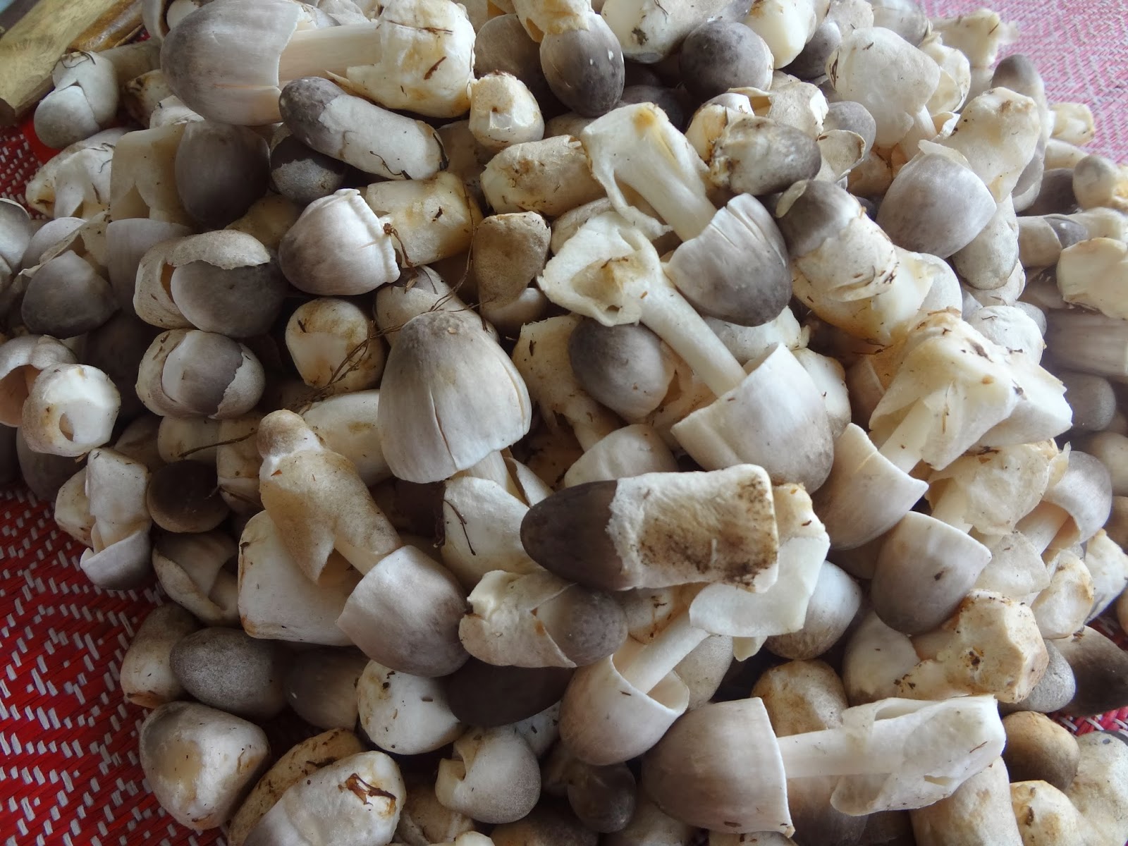 Budidaya Jamur Merang Kota Malang Panen Rutin