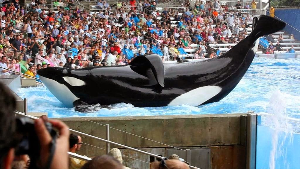 Documentário e livro podem tornar shows com orcas proibidos na Califórnia 