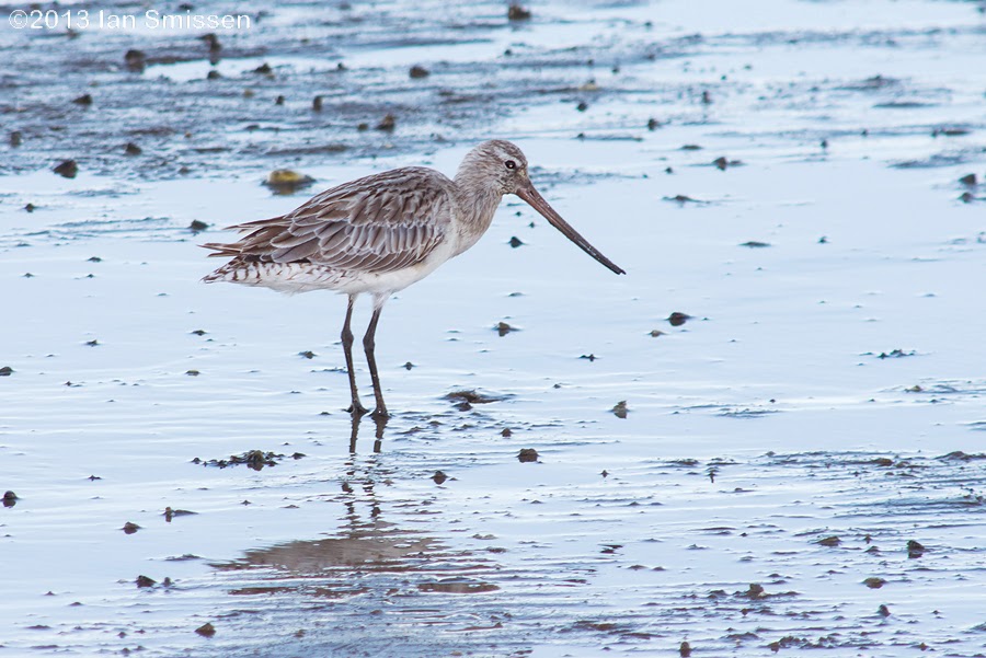 A passion for birds... Cairns Foreshore...again
