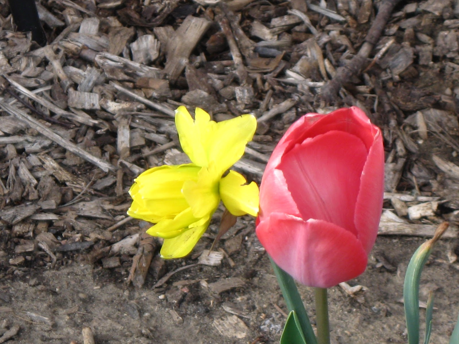 My Front Yard Garden (2012) | The Real Myfarm