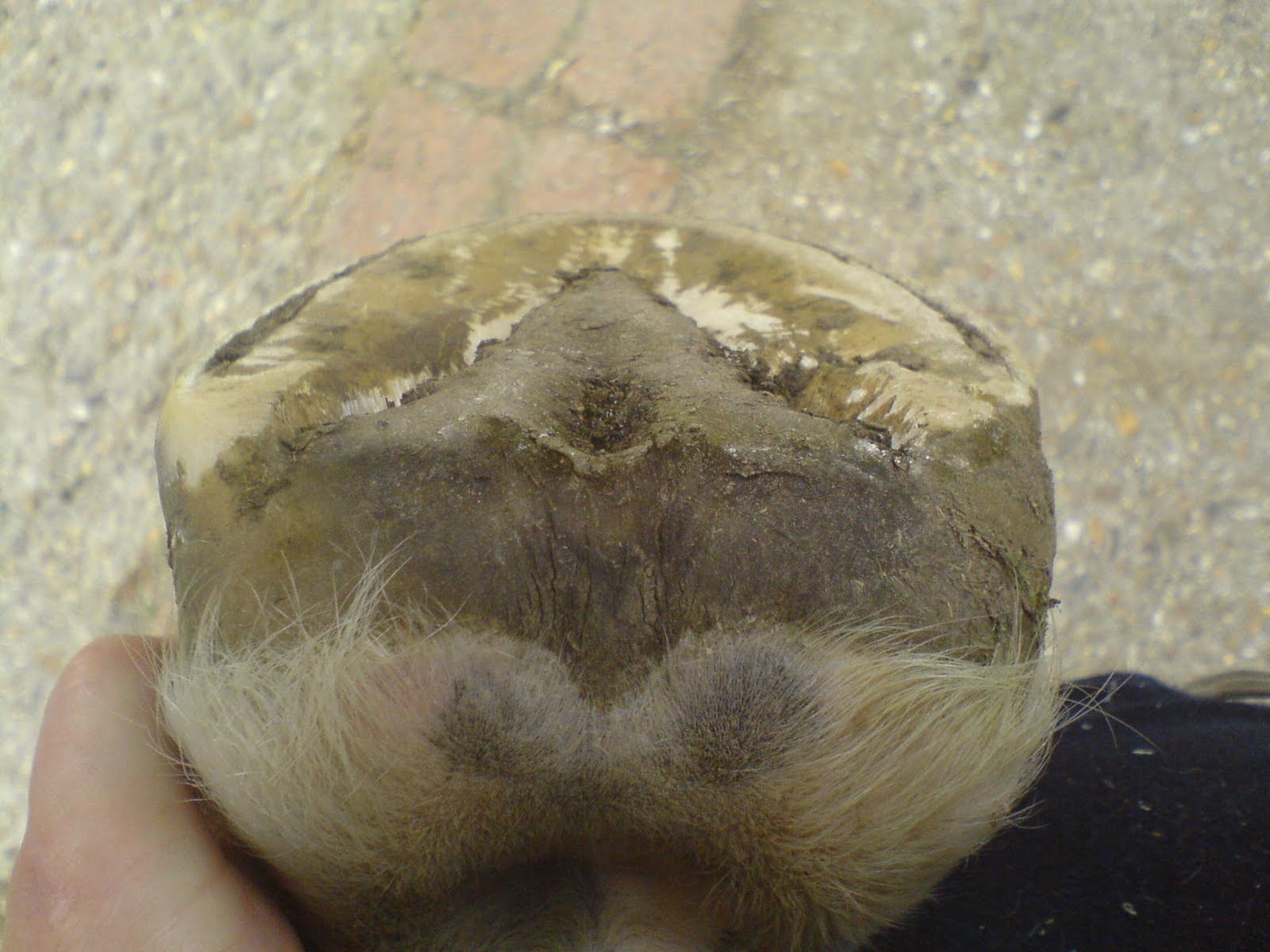 Barefoot Horse Blog Heels