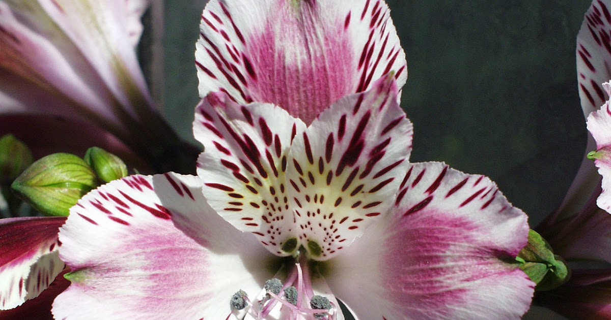 Alstroemeria The Lily Of The Incas The Fancy Flora