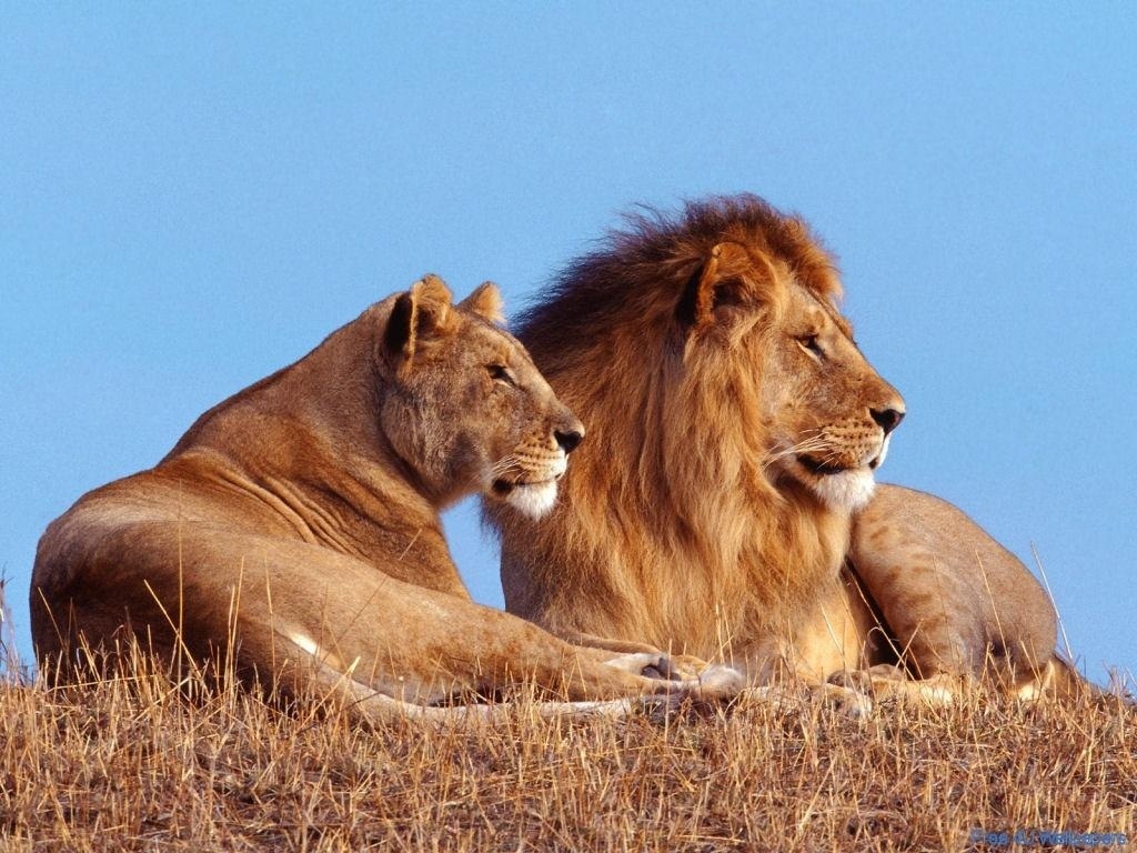 http://3.bp.blogspot.com/-m9cRnjav50I/TfW9zweVmPI/AAAAAAAAALU/Ne6dTOenkyI/s1600/Lion-And-Lioness-wild-animals.jpg