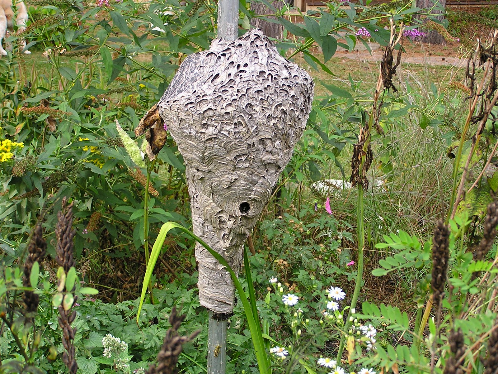 The Cabin Countess Beautiful Paper Wasp Nests