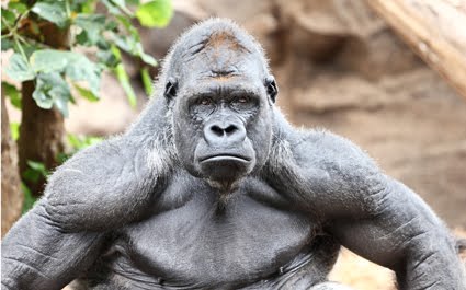 La Revista Dislocada - Antiperonismo y la palabra "gorila"