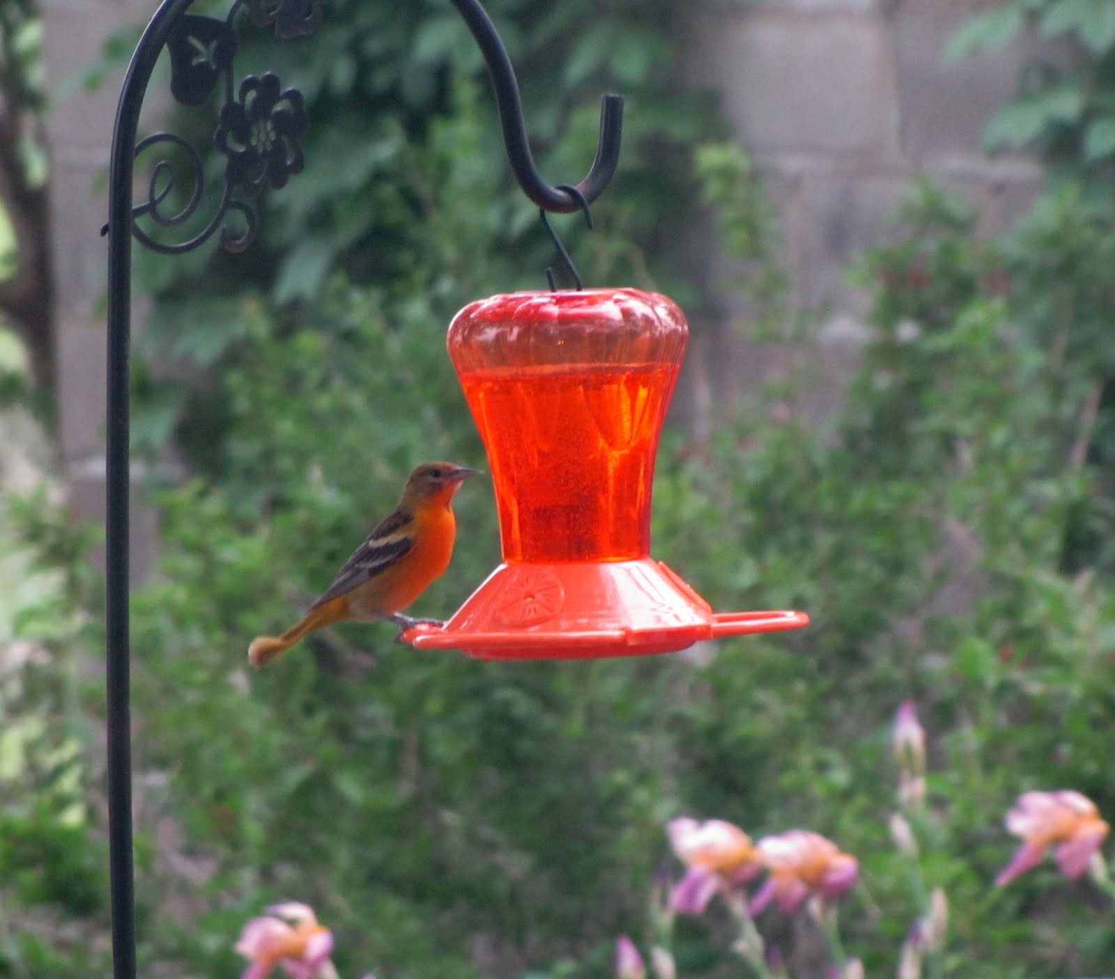 Kansas Birds