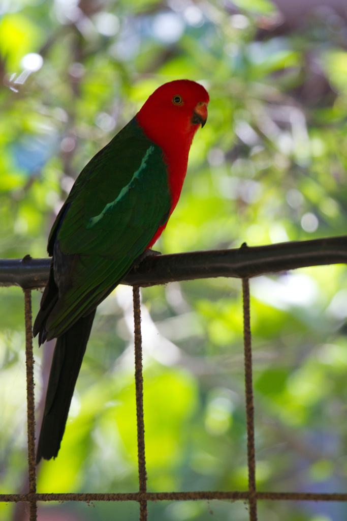 parrot red head
