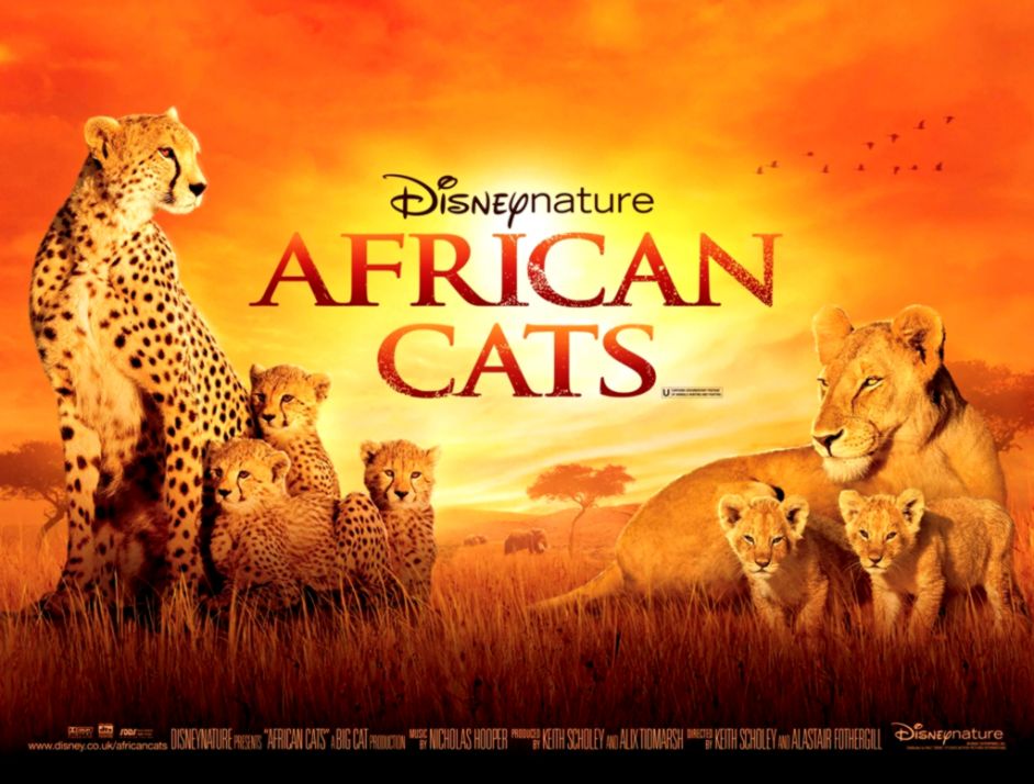 African Cats 2011 Hd Wallpapers