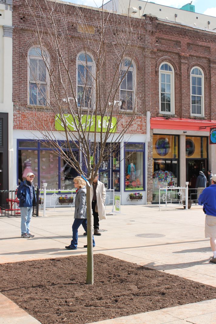 Trees in the City Inside of Knoxville