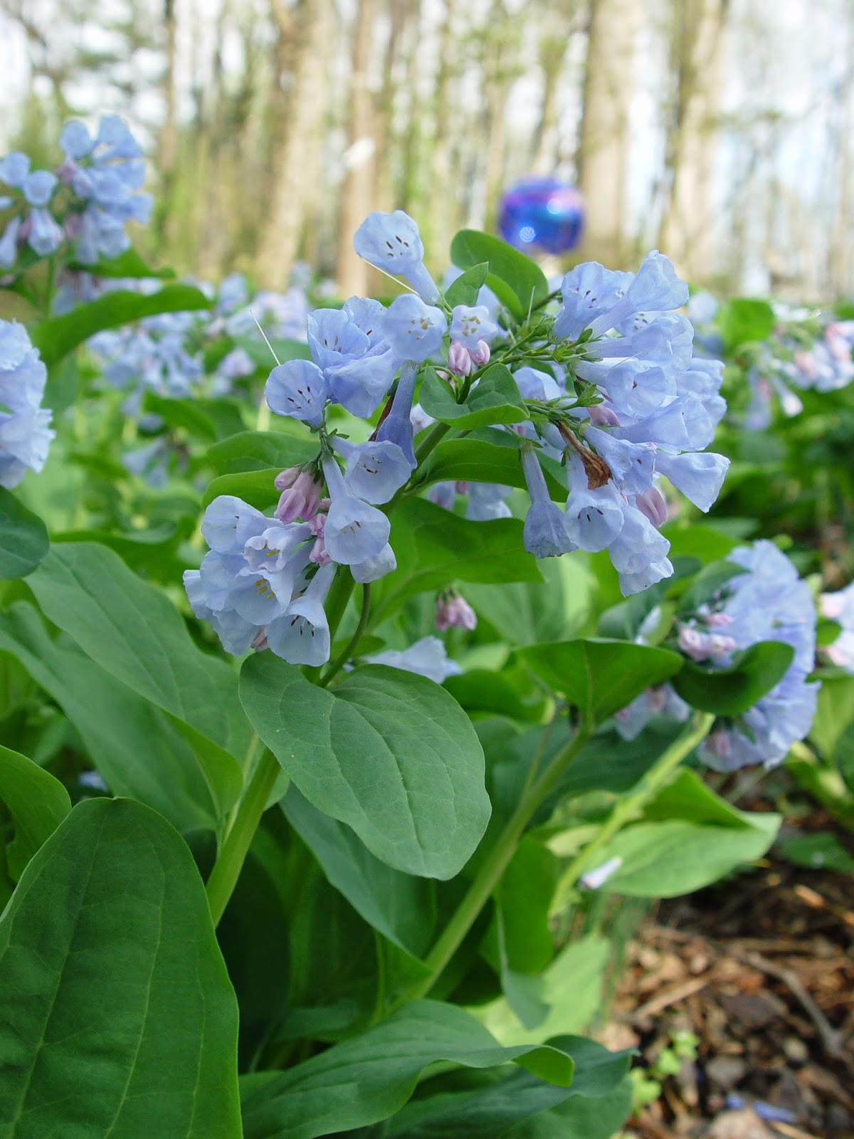 How to Grow Virginia Bluebells