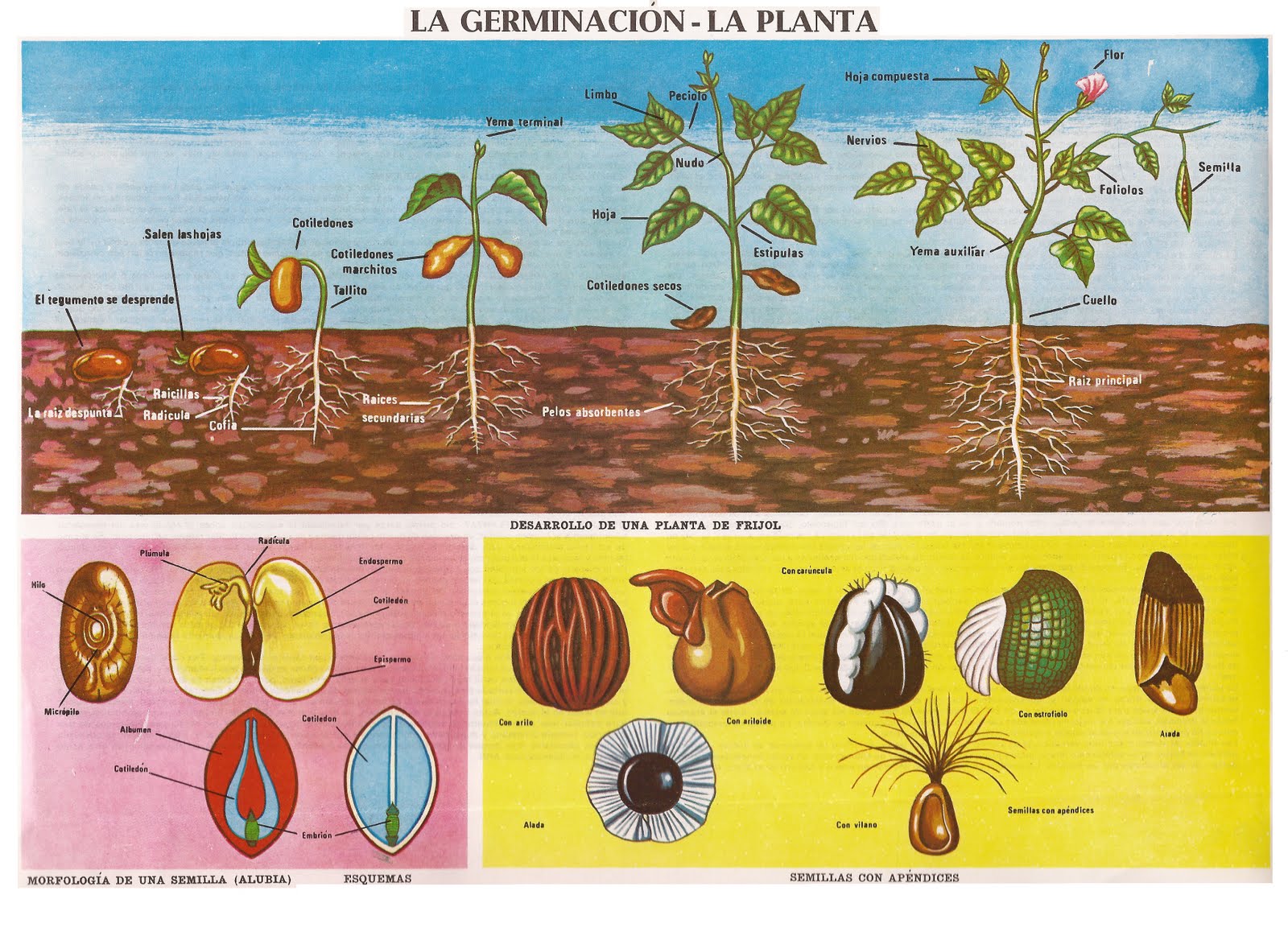 Tips Monografias Germinacion de Plantas